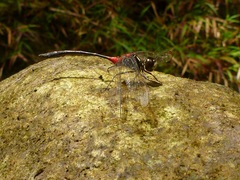 Nesogonia blackburni