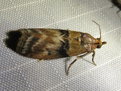 Meroptera cviatella