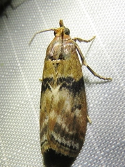 Meroptera cviatella