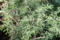 Asparagus ramosissimus