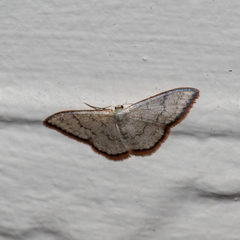 Idaea coercita
