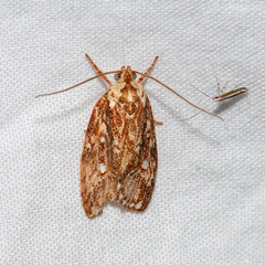 Euchaetis metallota