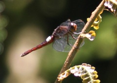 Hadrothemis coacta