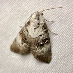 Acatapaustus leucospila