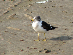 Larus atlanticus