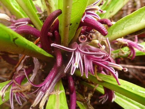 Cyanea recta