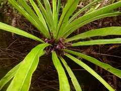 Cyanea recta