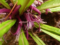Cyanea recta