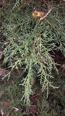 Juniperus × pfitzeriana