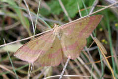 Rhodostrophia discopunctata