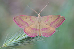 Rhodostrophia discopunctata