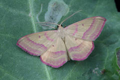 Rhodostrophia discopunctata