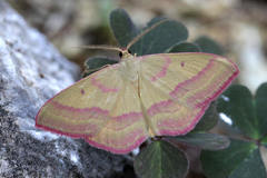 Rhodostrophia discopunctata