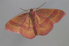 Rhodostrophia discopunctata