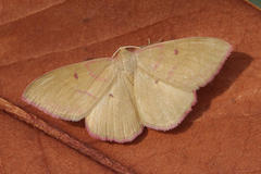 Rhodostrophia discopunctata