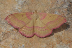 Rhodostrophia discopunctata