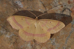 Rhodostrophia discopunctata