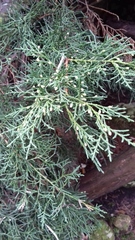 Juniperus × pfitzeriana