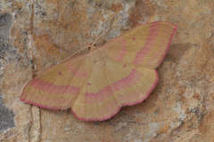 Rhodostrophia discopunctata