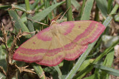 Rhodostrophia discopunctata