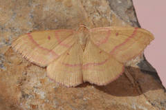 Rhodostrophia discopunctata