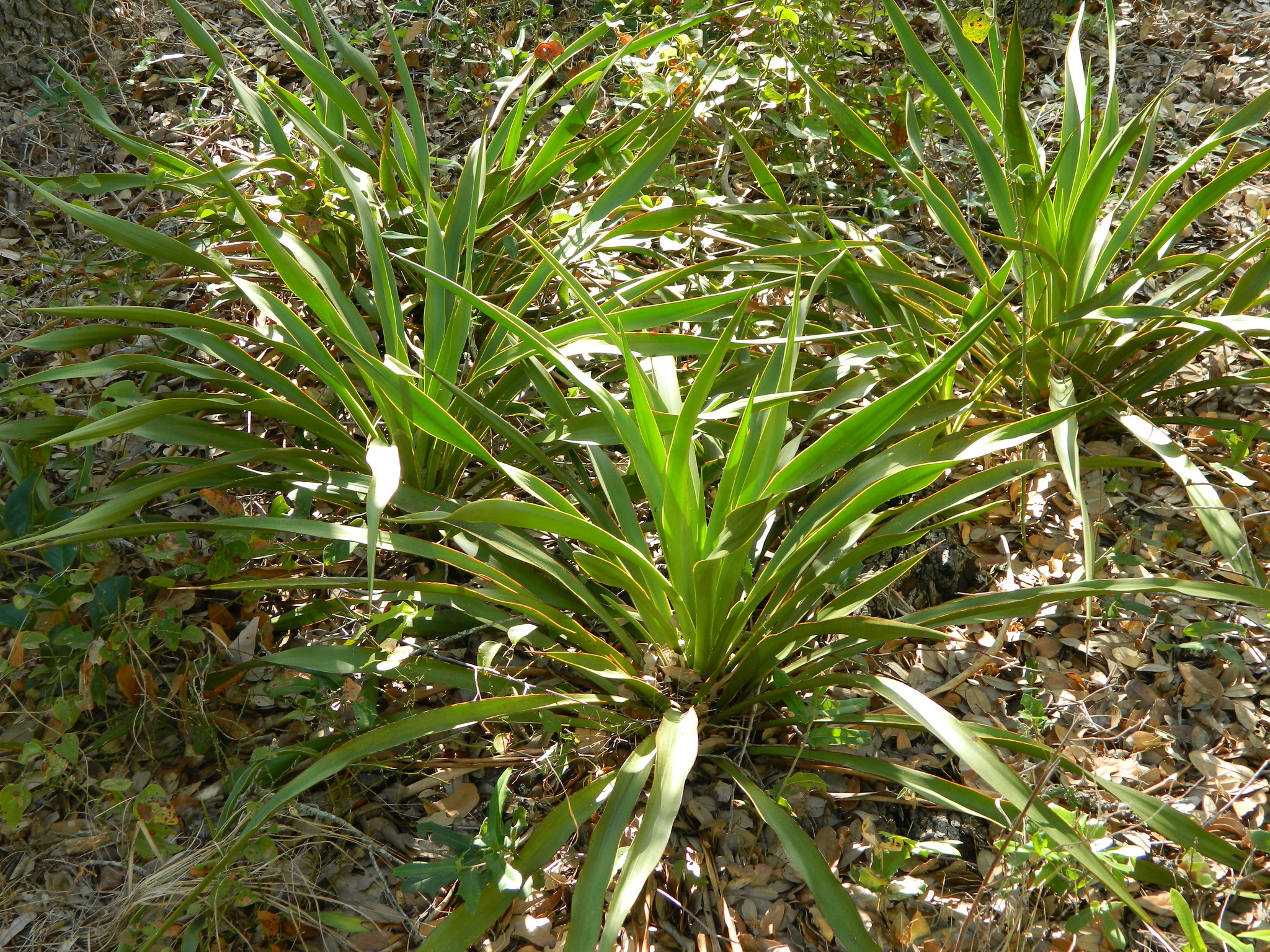 Yucca rupicola