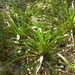Yucca rupicola - Photo (c) silverpuff, algunos derechos reservados (CC BY-NC), subido por silverpuff