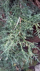 Juniperus × pfitzeriana