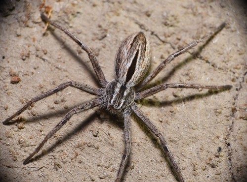 Common Lance-backed Crab Spider