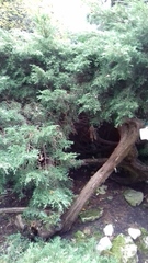 Juniperus × pfitzeriana