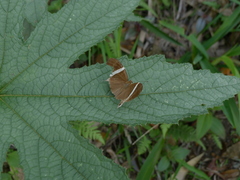 Abisara neophron