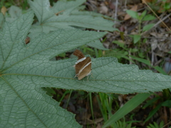 Abisara neophron