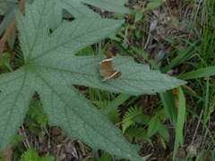 Abisara neophron