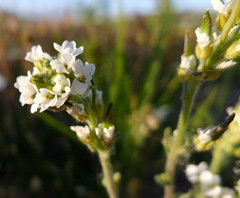 Draba arabisans