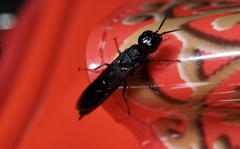 Xiphydriidae