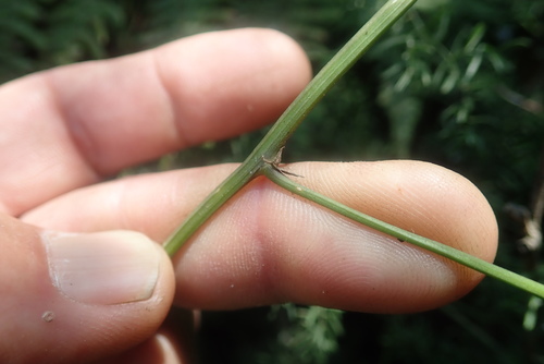 Image of Droopy Asparagus (Asparagus ramosissimus) by no rights reserved