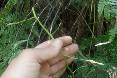 Asparagus ramosissimus