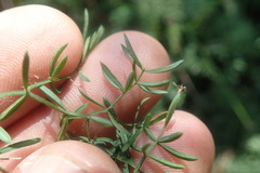 Asparagus ramosissimus