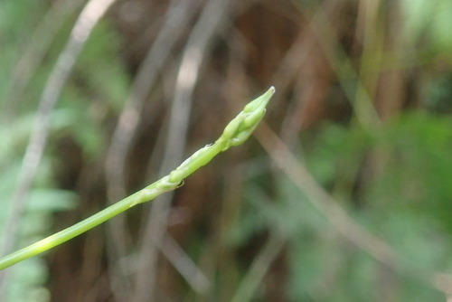 Image of Droopy Asparagus (Asparagus ramosissimus) by no rights reserved