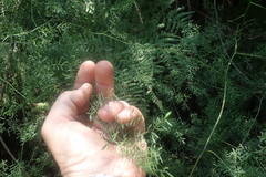 Asparagus ramosissimus