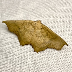 Polyacme dissimilis