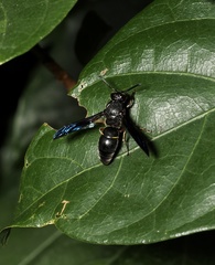 Anterhynchium flavomarginatum