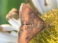 Pyrausta rubricalis