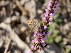 Carcharodus tripolina