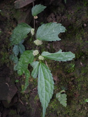 Elatostema cyrtandrifolium