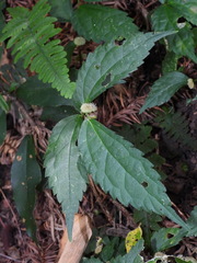 Elatostema cyrtandrifolium