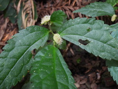 Elatostema cyrtandrifolium