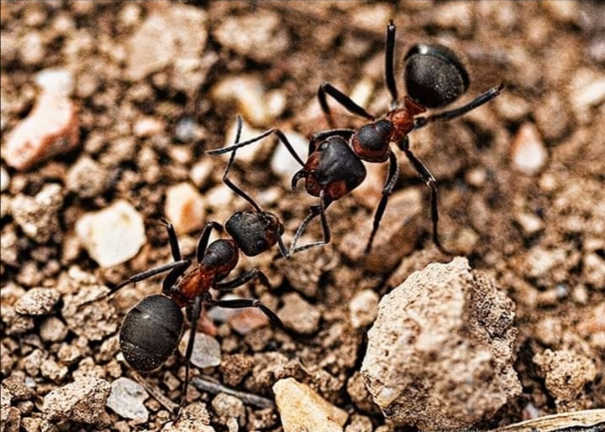 Formica pratensis