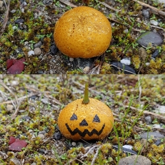 Lycoperdon dermoxanthum