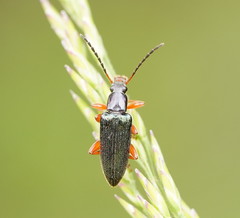 Lepturidea punctulaticollis